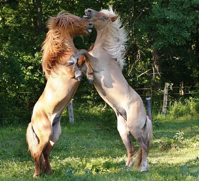 Valur von Heidmoor und Farsaell von Heidmoor f.jpg